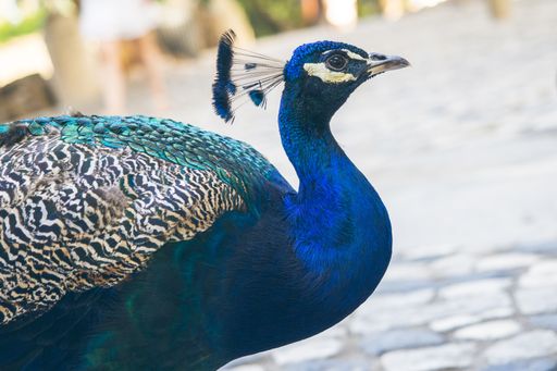 A portrait of a blue peacock in the zoo