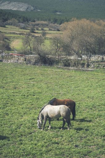 A vertical shot of ponies grazing on a field