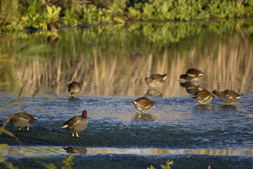 A closeup shot of birds drinking water from a lake and reflections of trees