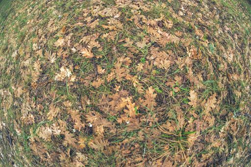 An overhead top view of fallen leaves in the grass