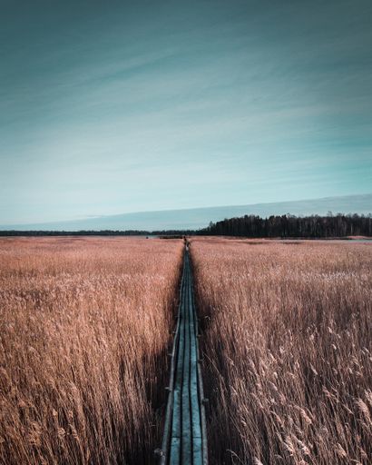 A vertical shot of a wooden trail in a field of dried plants against the green forests under a blue sky