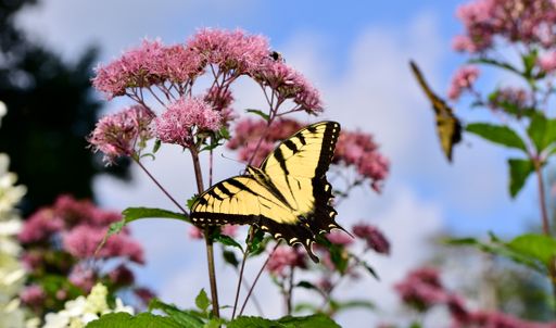 A closeup of an Eastern Tiger Swallowtail butterfly perched on Joe Pye Weed against the cloudy sky