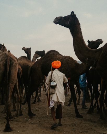 A portrait of a male walking towards a group of camels