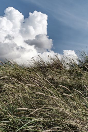A vertical shot of grass with the background of the cloudy sky