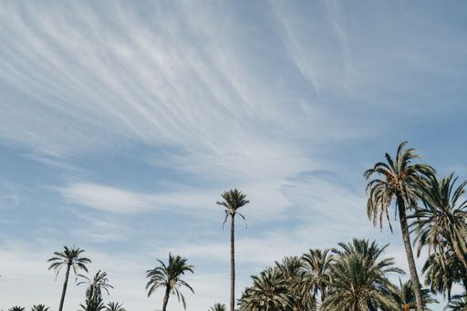 A low angle shot of several palm trees under the blue sky