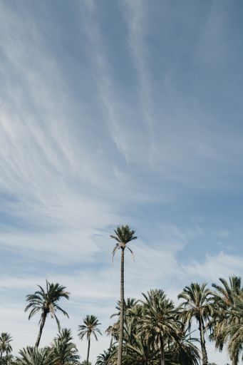 A vertical shot of palm trees under a cloudy sky