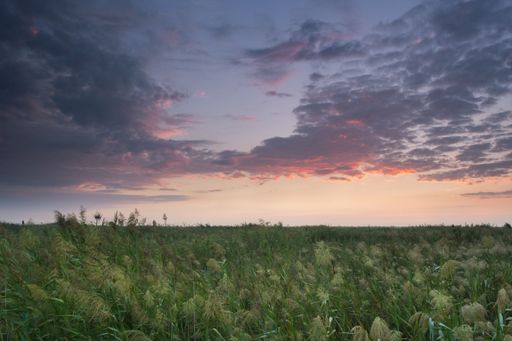 A landscape of a field covered in the grass under a cloudy sky during the sunset