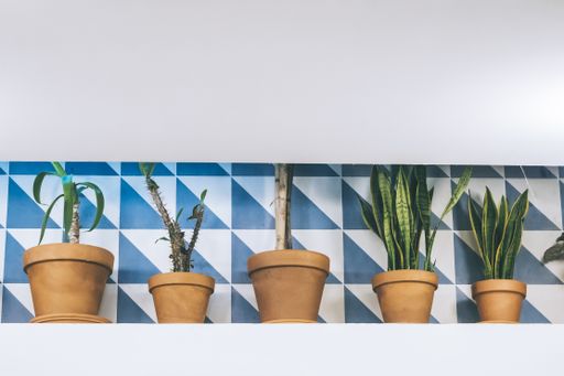 A lot of different green houseplants in clay pots