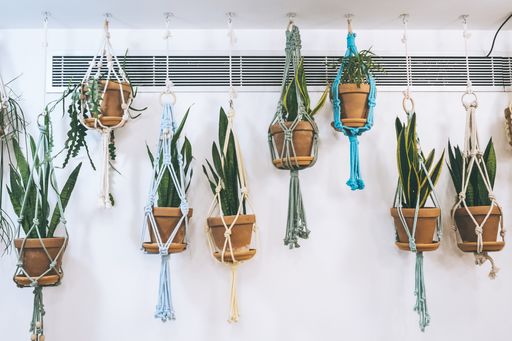 A closeup shot of several plants hanging from the ceiling next to air conditioners