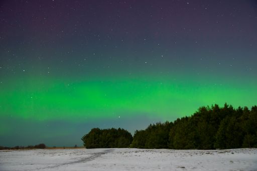 A mesmerizing view of intense northern lights above the field covered by snow and forest in Latvia