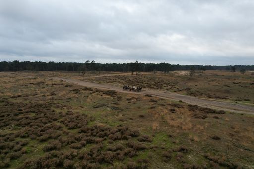 The Loonse and Drunense dunes covered by greenery under a cloudy sky on a gloomy day