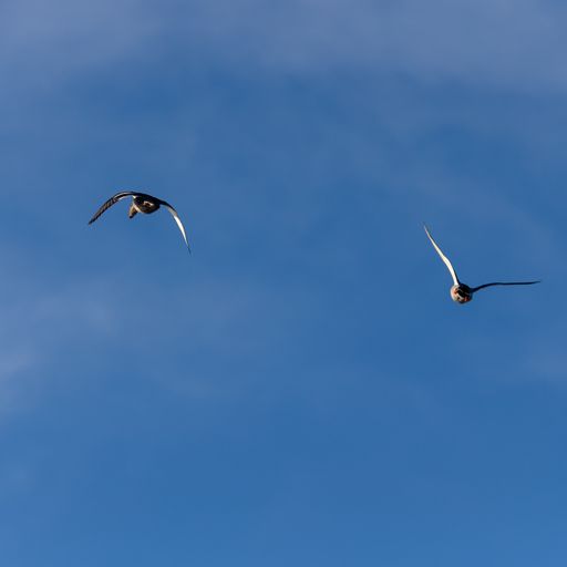 A closeup of the seagulls flying through the blue sky