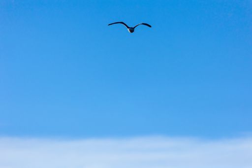 A closeup of the seagulls flying through the blue cloudy sky