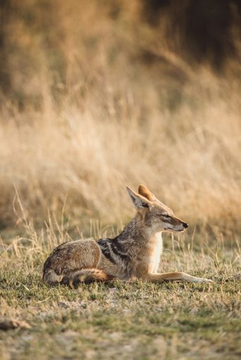 A vertical shot of a fox with sharp ears sitting on the grass with a blurred background