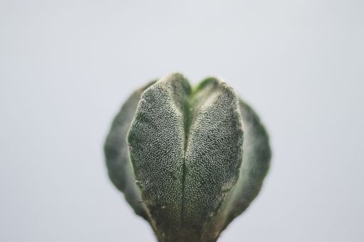 A closeup shot of a cactus isolated in a white background