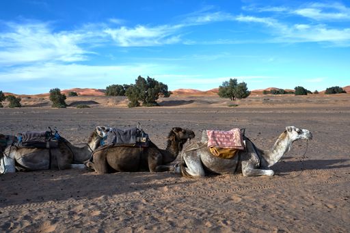 A view of beautiful camels in the Sahara Desert