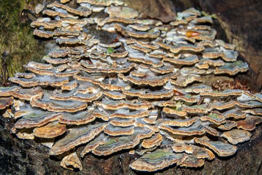 many mushrooms on a tree trunk