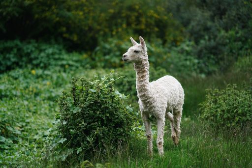A view of a beautiful llama in a greenfield on a sunny day
