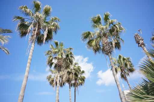 A low angle shot of tall palm trees with a blue sky
