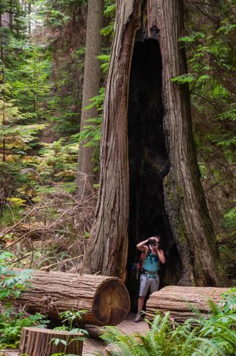 A vertical shot of a man standing in the base of a giant tree in the nature and taking photos