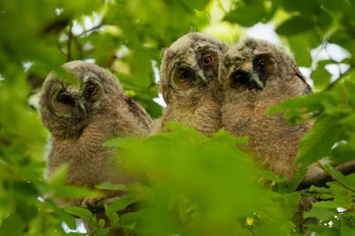 Three owls in grey and brown color looking at the camera among some leaves