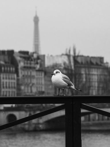 A greyscale beautiful shot of a seagull