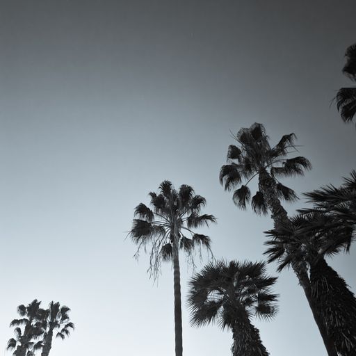 A low angle shot of palm trees against light grey cloudless sky