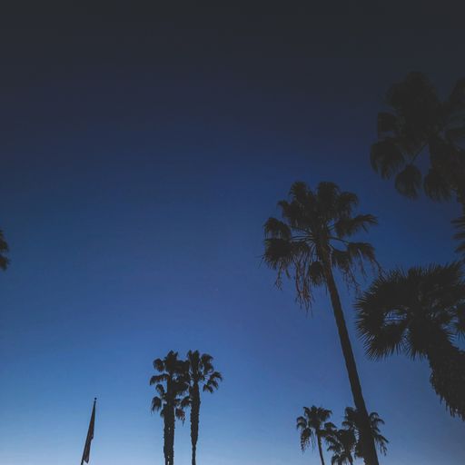 A low angle shot of palm trees against a dark blue cloudless sky