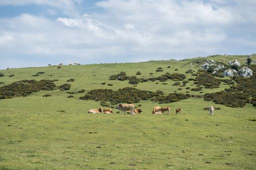 The cows grazing in Picos de Europa National Park captured in Spain