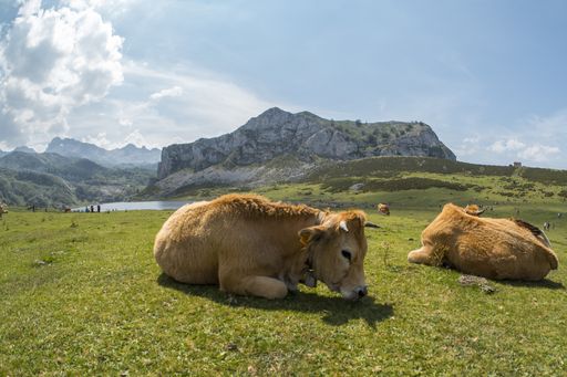 A breathtaking shot of the Picos de Europa National Park with cows on the foreground captured in Spain