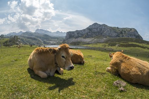 A breathtaking shot of the Picos de Europa National Park with cows on the foreground captured in Spain