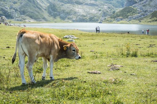 A breathtaking shot of the Picos de Europa National Park with a cow on the foreground captured in Spain