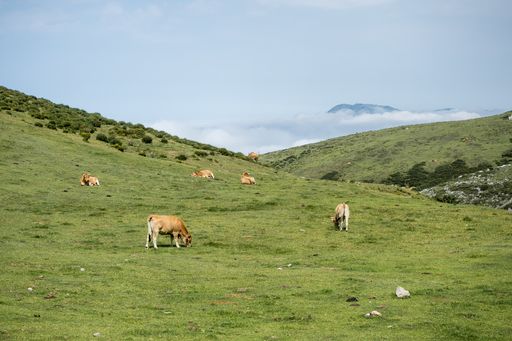 A breathtaking shot of the Picos de Europa National Park with grazing cows captured in Spain