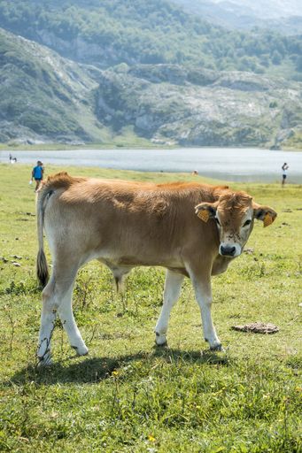 A breathtaking shot of the Picos de Europa National Park with a cow on the foreground captured in Spain
