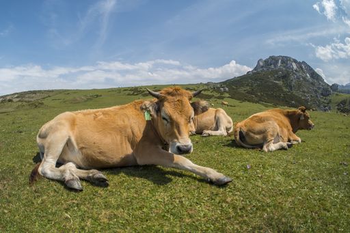 A breathtaking shot of the Picos de Europa National Park with cows on the foreground captured in Spain