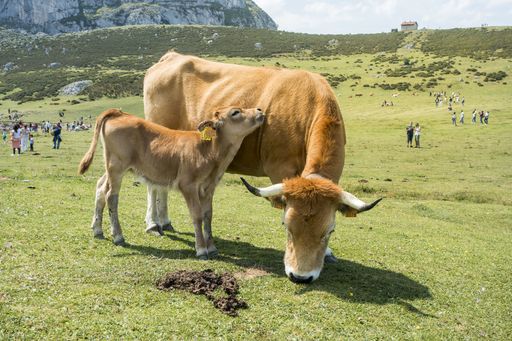 A breathtaking shot of the Picos de Europa National Park full of tourists and with cows on the foreground captured in Spain