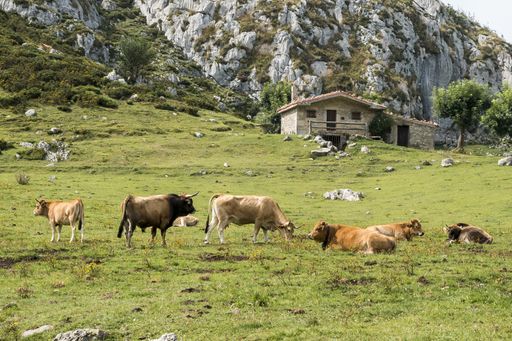 A breathtaking shot of the Picos de Europa National Park with cows on the foreground captured in Spain