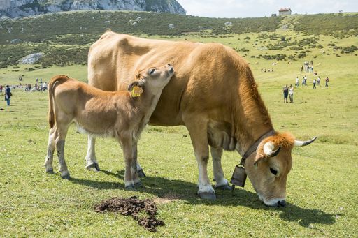 A breathtaking shot of the Picos de Europa National Park with cows on the foreground captured in Spain