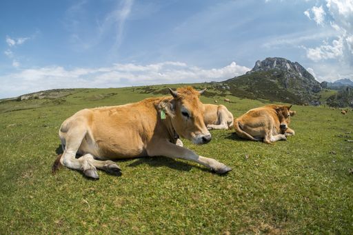 A breathtaking shot of the Picos de Europa National Park with cows on the foreground captured in Spain