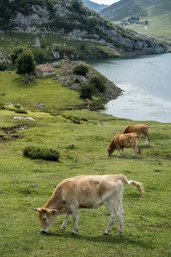 A breathtaking shot of the Picos de Europa National Park with cows on the foreground captured in Spain