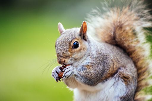 A selective focus shot of a squirrel in the yard