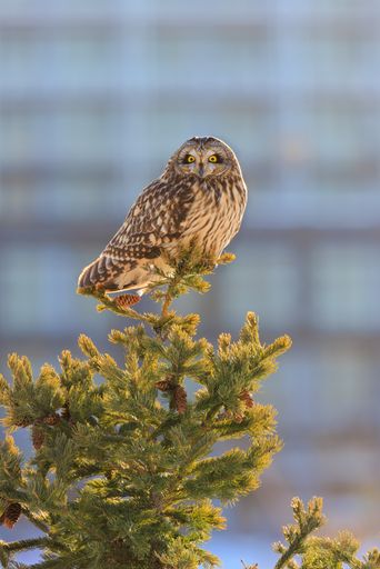 A closeup of a short eared owl perching on top of a fir tree