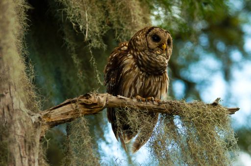Close up image of Barred owl, Perched on branch, South Carolina swamp, Spanish moss on bald cypress