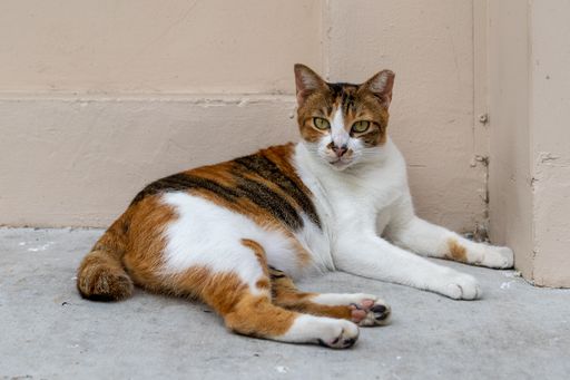A closeup of a cute calico cat lying on the ground outdoors.