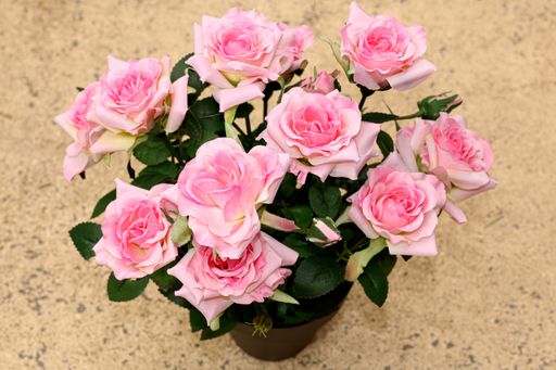 A high angle shot of pink roses in a pot on the table under the lights - interior concept