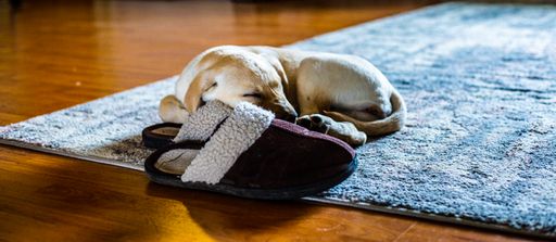 A closeup shot of a Puppy resting next to a pair of slippers.