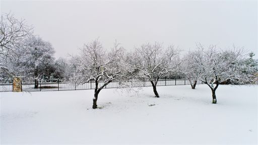 A landscape view of dry leafless trees covered in snow in winter