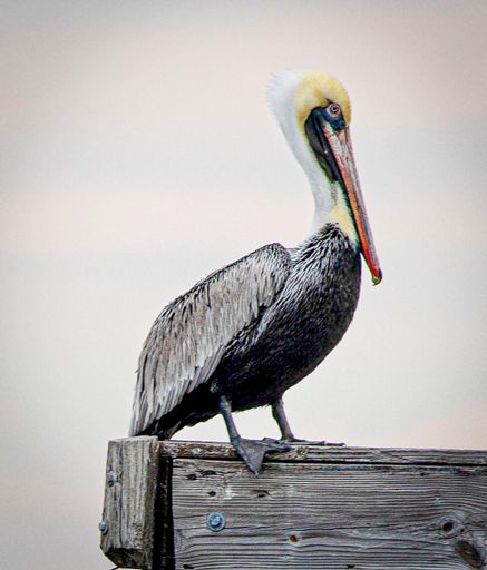 A vertical shot of brown pelican sea bird on wooden piling