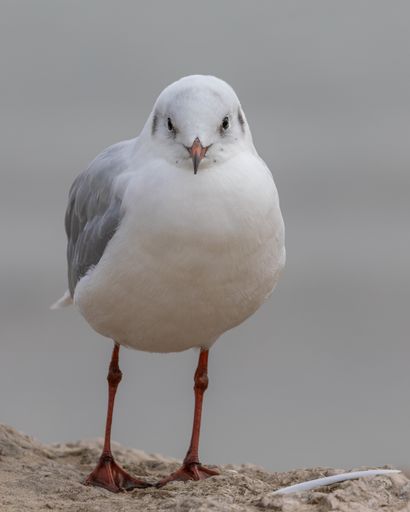 A close-up shot of a cute Black headed gull perched on the rock