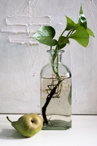 A vertical shot of a green plant in the jar and a pear on the ground with a white background